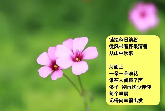 阳光正暖
一缕一缕金线
搭配秋日色彩
·
我说看花
你告知小雏菊开了
我说回归田
