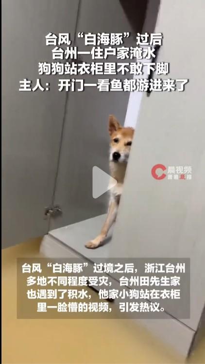 不知道为什么狗非常怕水，哪怕给狗洗澡，它也是怕得要命一动不敢动。可能是狗不会游泳