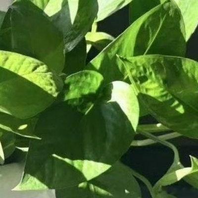绿萝的种植方法1.土壤选择：优先用疏松透气腐殖土，混合少量陶粒沙增强排水，厚重黏
