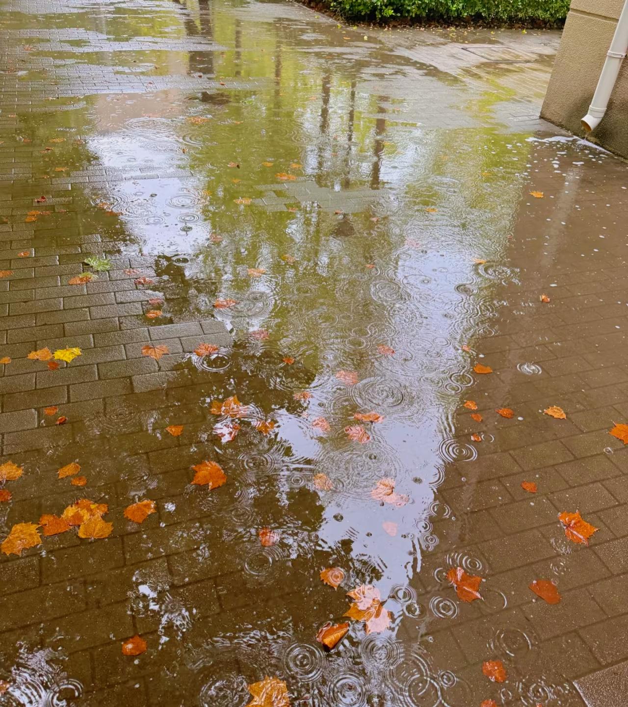 秋雨
