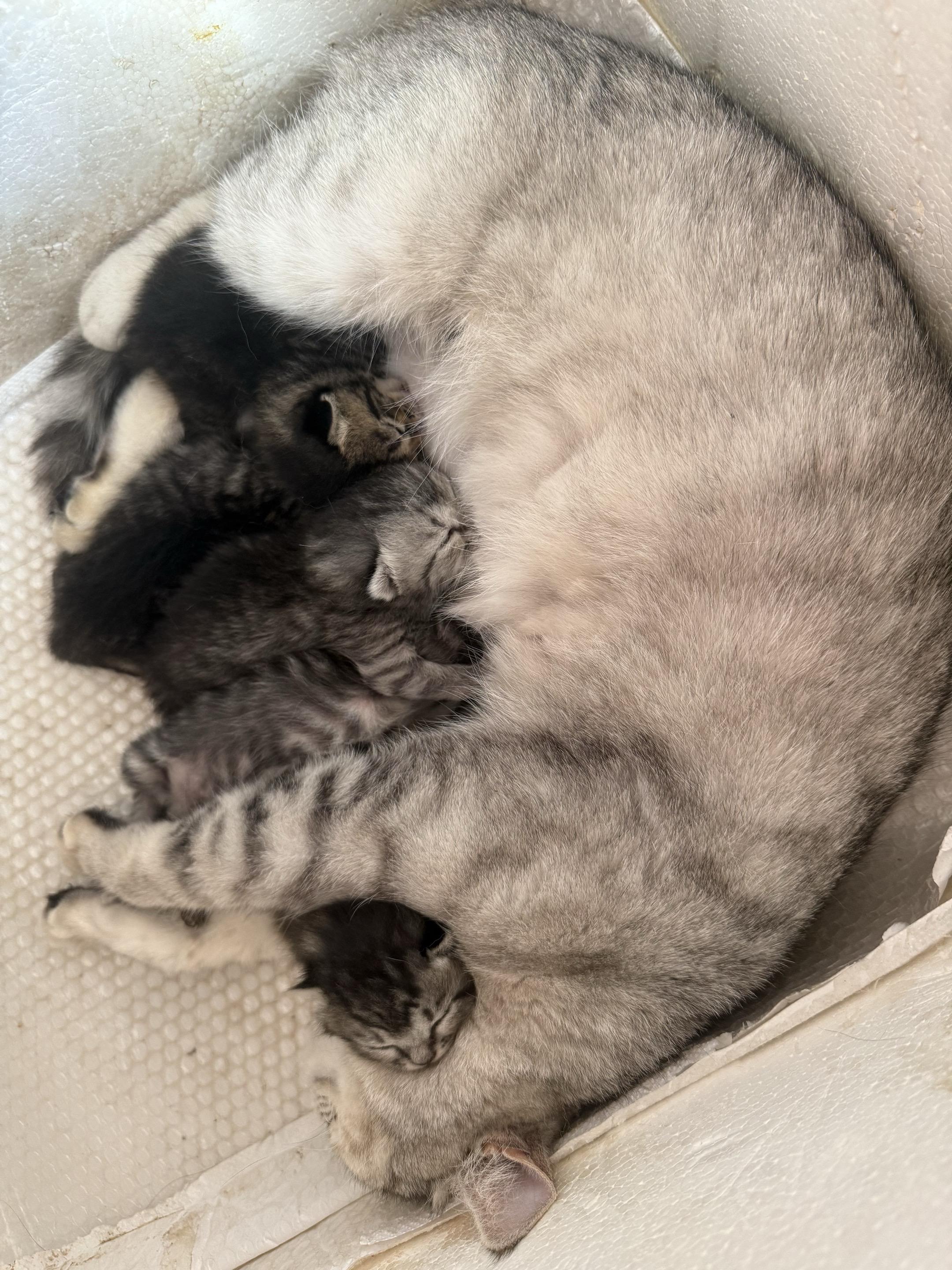 节日快乐 祝天下所有的妈妈 被咪🐱萌化的一天～