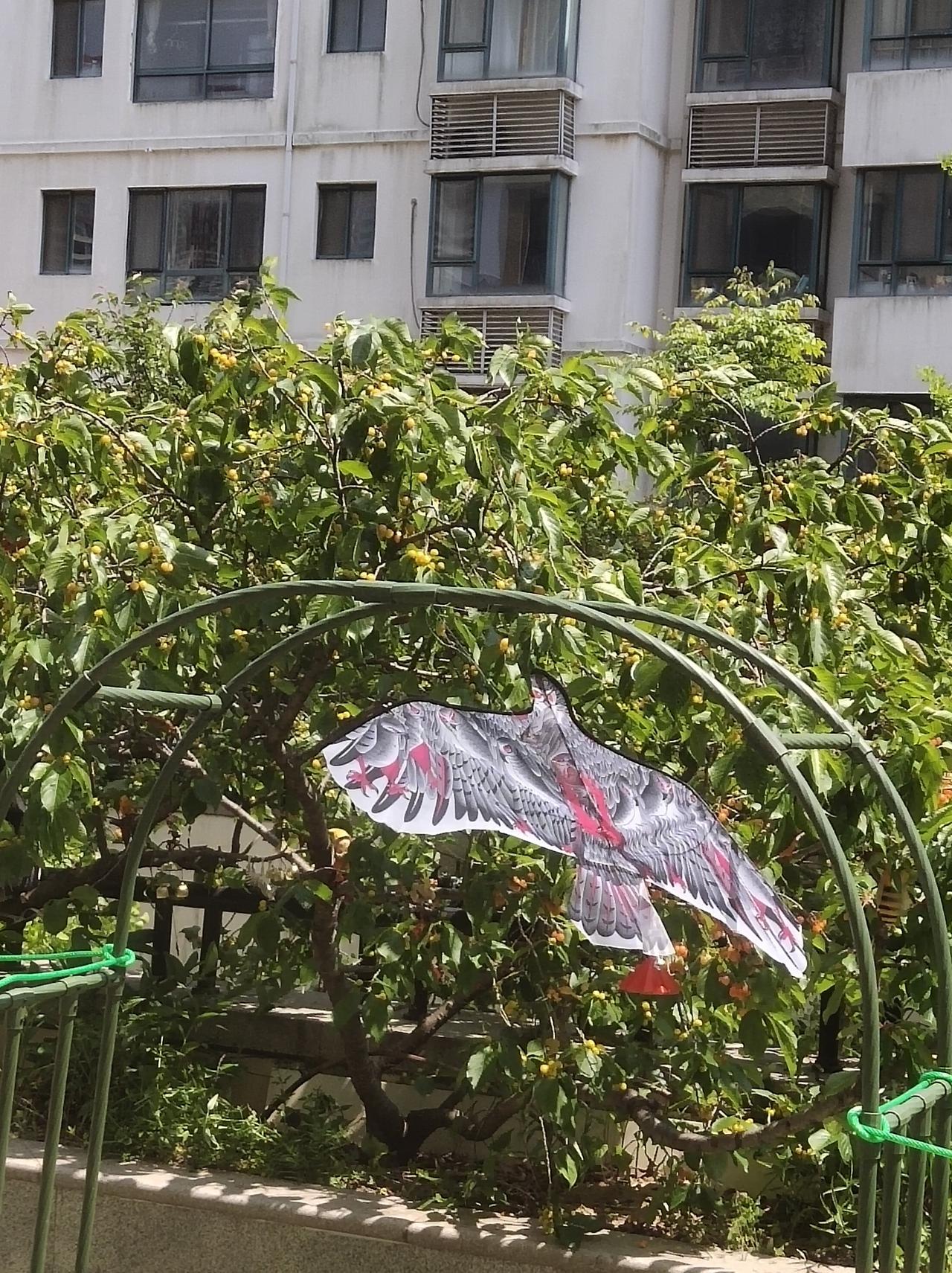 连我都不放在眼里的“白头翁”鸟，原来最怕这老鹰风筝

“白头翁”这种鸟，胆子特大