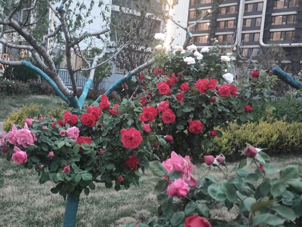 人活一辈子，金钱，健康，哪个重要今天我为我的孩子祈福！愿我的儿子：承乾坤之正气，