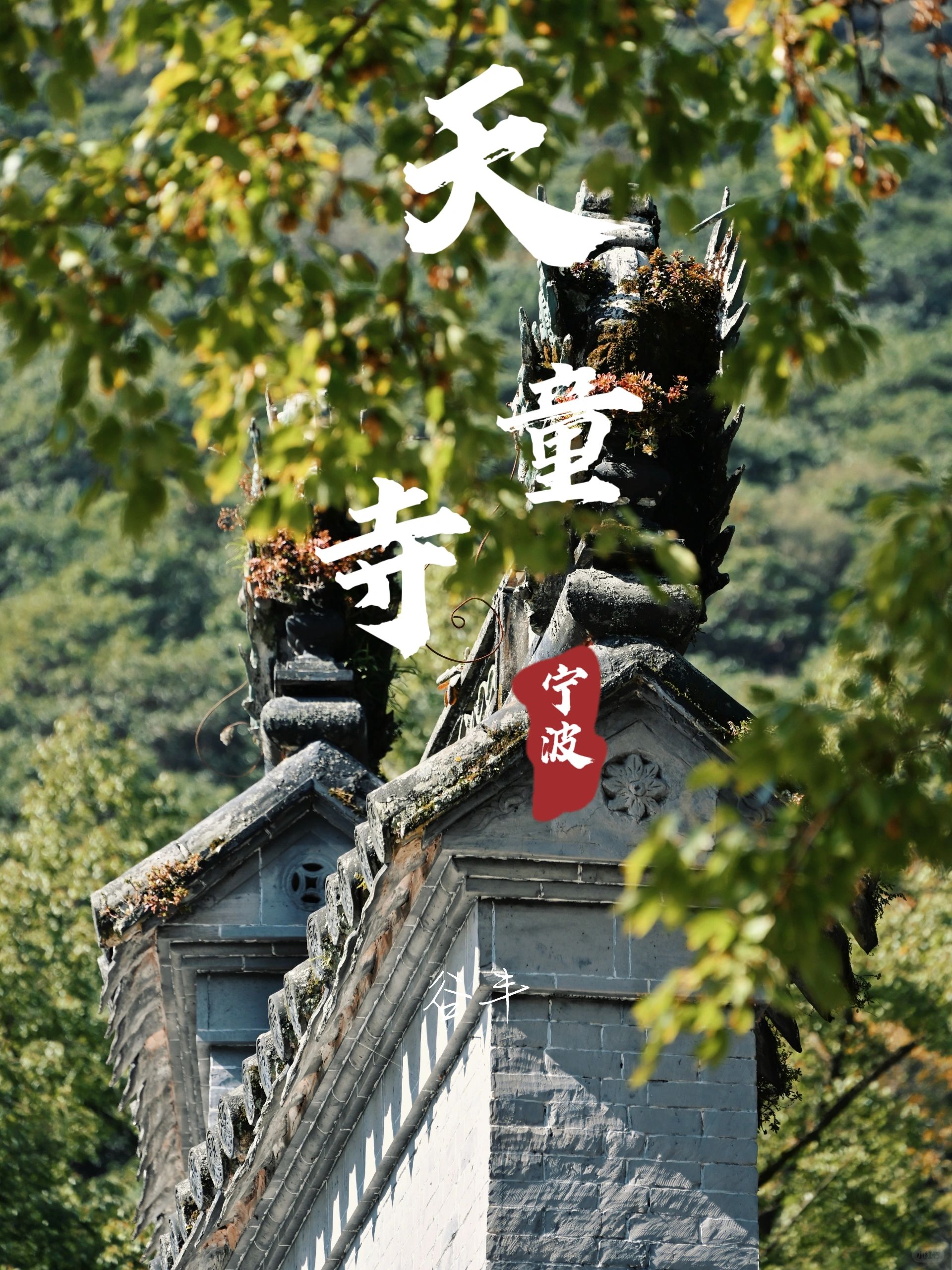 逃离城市喧嚣|感受天童寺秋日的宁静与禅意