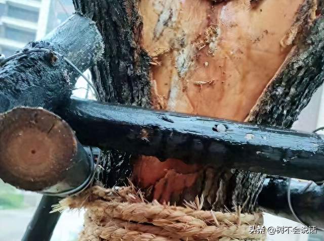 种树现场的三种伤，树皮破了、树枝断了、土球散了，各有各的救法