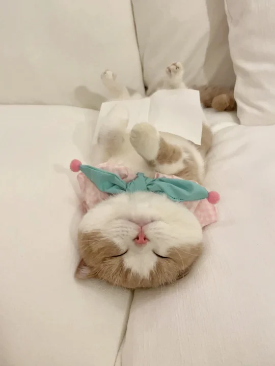 英国佬来了中国睡觉也要盖肚肚