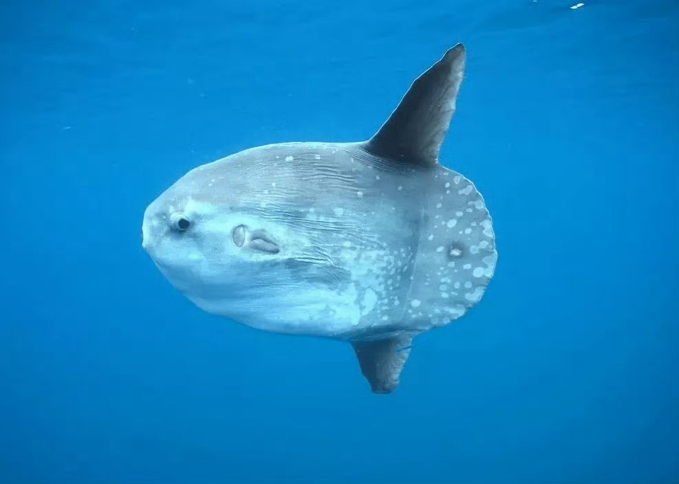 日本水族馆翻车鱼因没游客自闭 傲娇的翻车鱼，和长相一样都萌萌的！ 