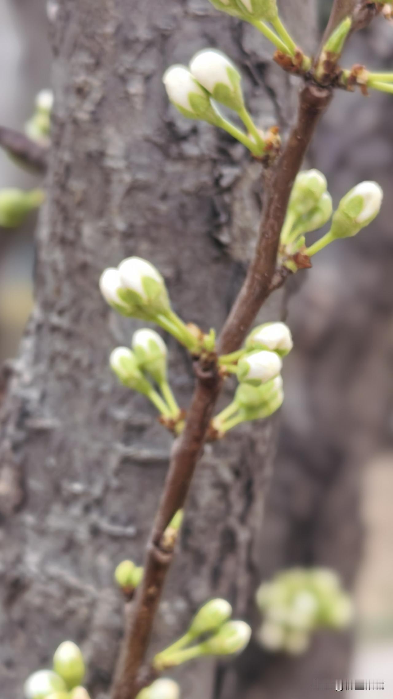 春天的颜色除了绿
还有其他的颜色吗