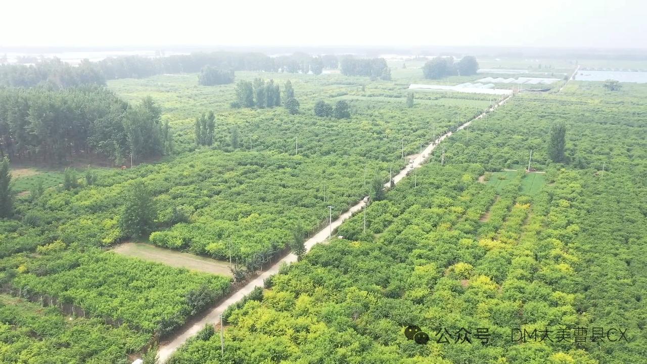 曹县朱洪庙镇万亩黄桃丰收 

眼下，正值黄桃成熟上市的季节。在朱洪庙镇万亩桃园迎