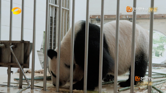 #原来熊猫界也有母慈子孝#唉，果然在哪里都有大馋丫头呀。熊猫苏琳也是让我见识到了