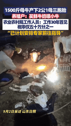 “这下赚大了！”山东日照，一养殖户家的母牛怀孕期间，体重高达1500斤，夜间突然