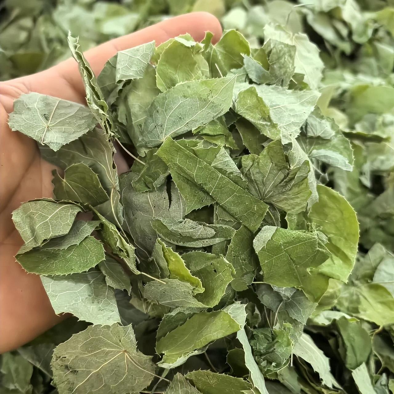 80% 的人不知道，3 种便宜草药，竟是阳痿早泄的 “劲敌”


今天门诊又碰到