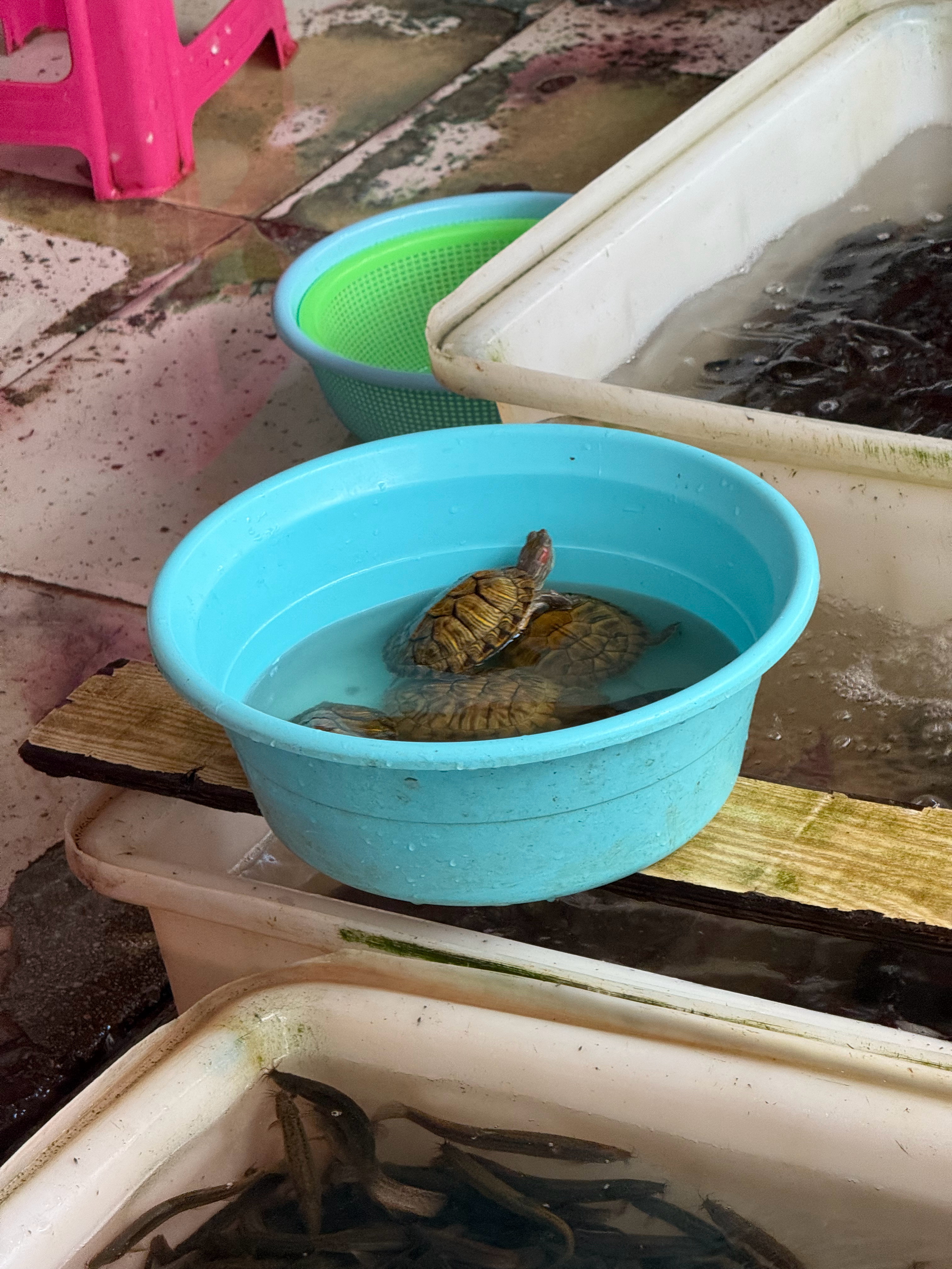 大胆提问，菜市场的巴西龟怎么吃？ ​​​