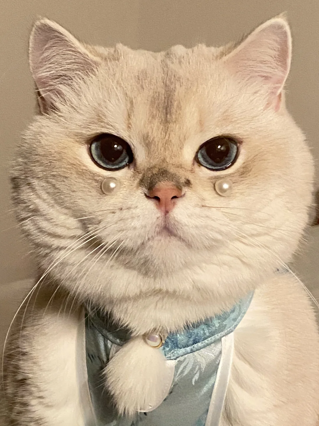 小猫就是我的淡班精华