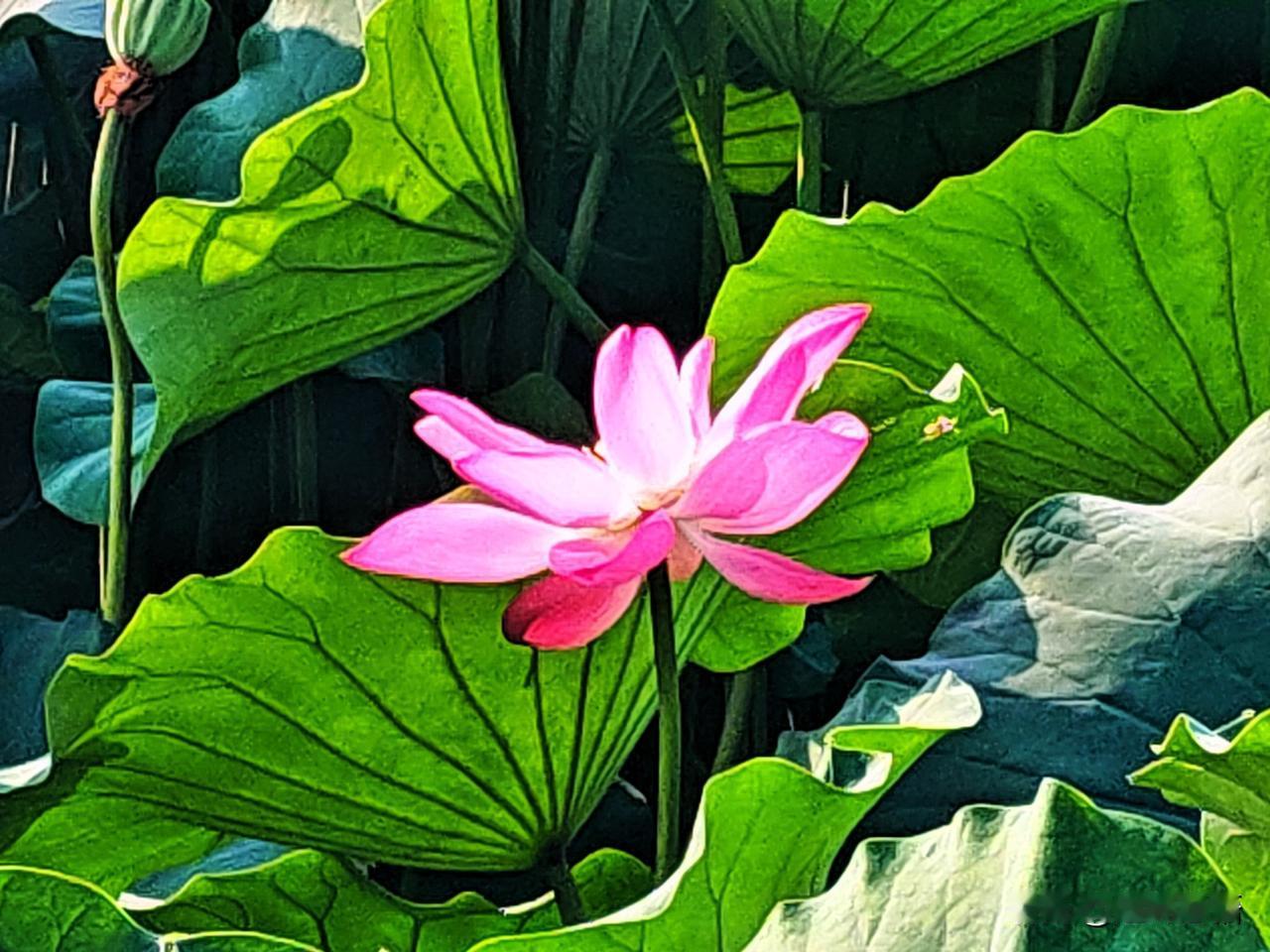 夏风拂荷，一池清欢