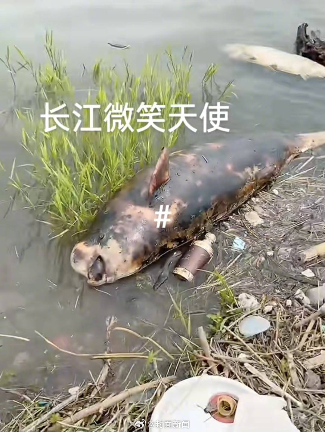 【#官方回应武汉长江边现江豚尸体#：确已死亡 将查明原因】4月22日，有网友发视