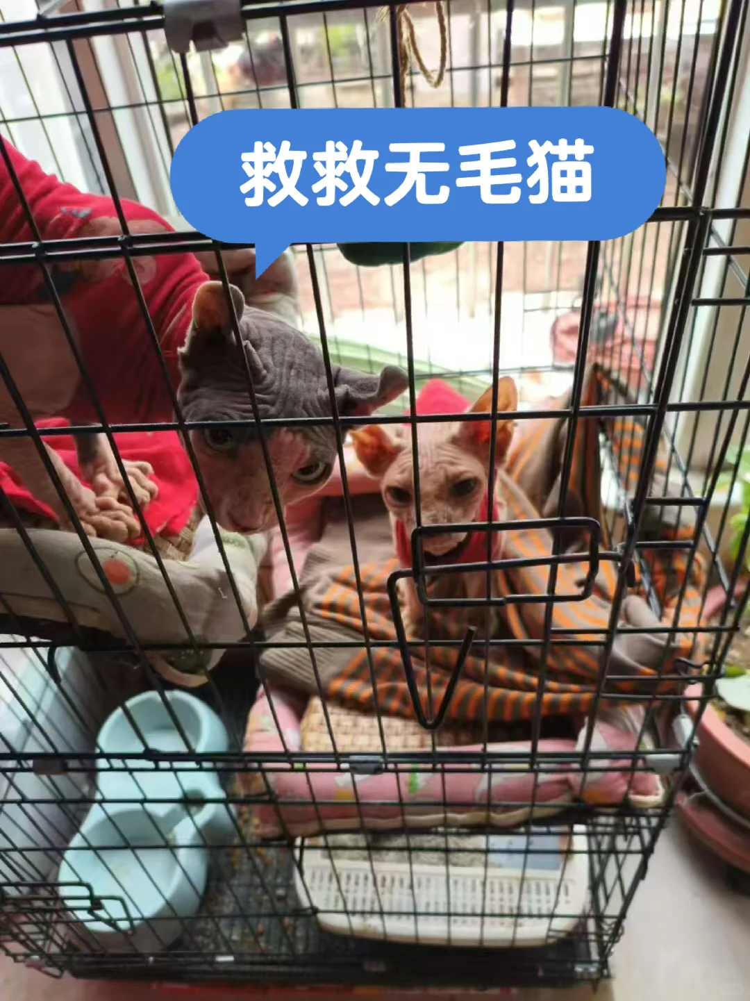 无毛猫被搬家主人抛弃