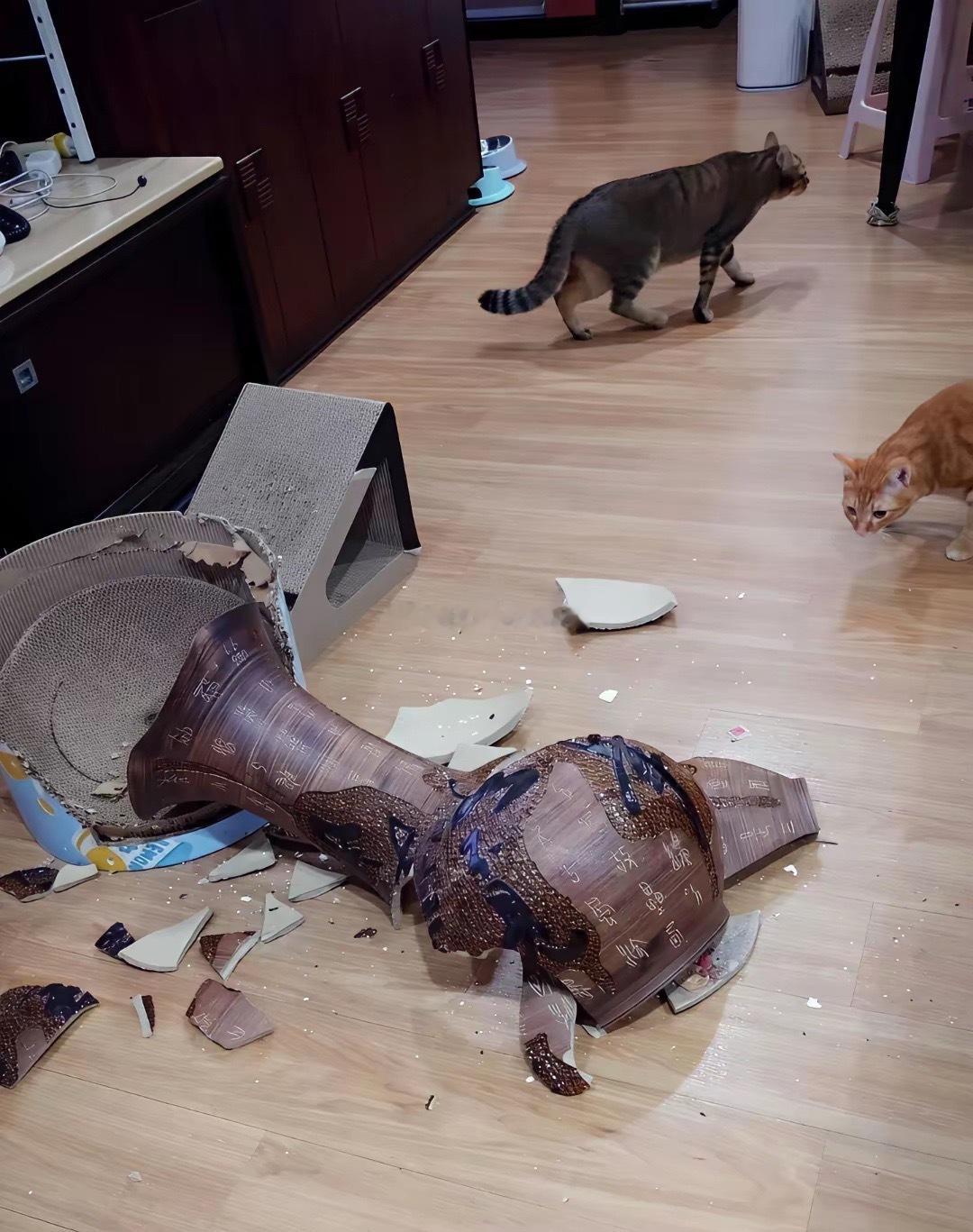 这下麻烦了，找谁赔不可能找猫吧！ ​​​