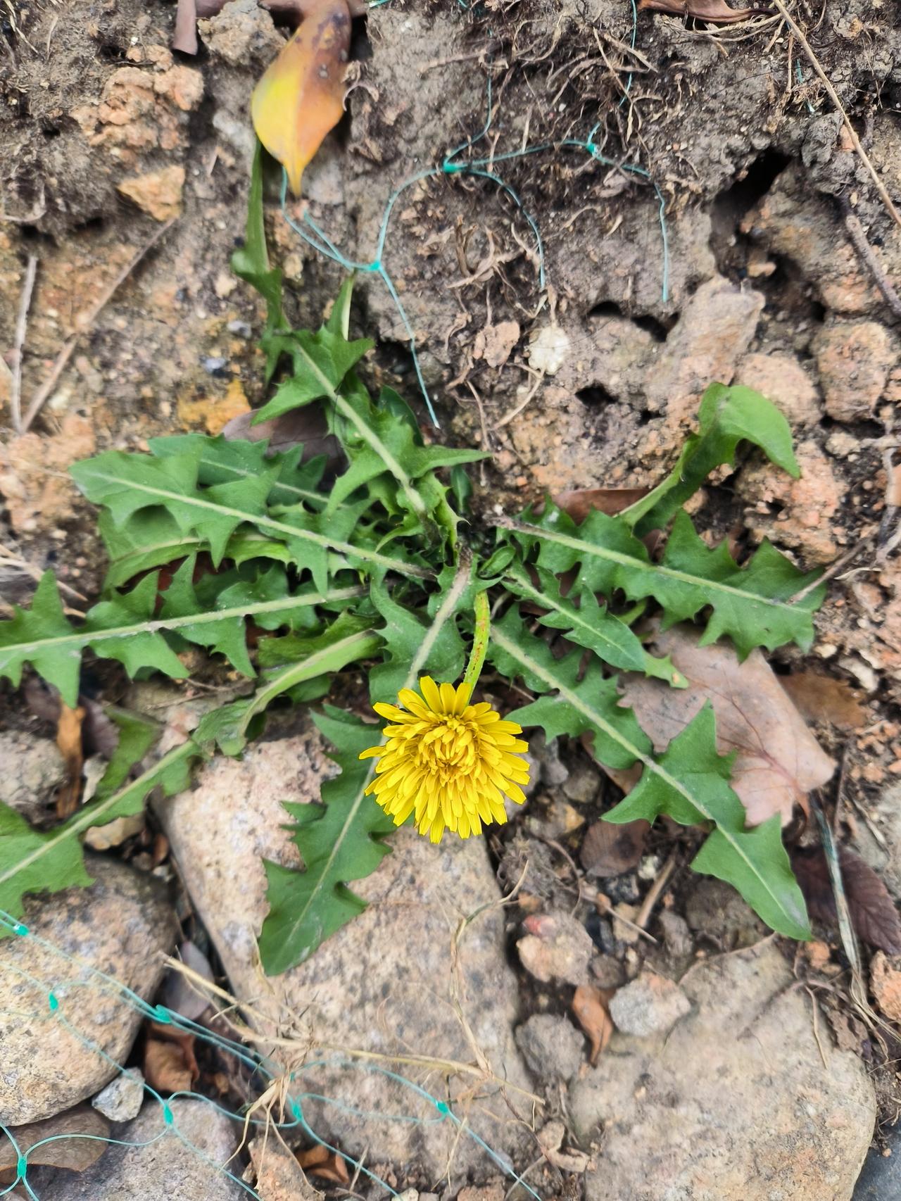 下联：野草耐岁寒。