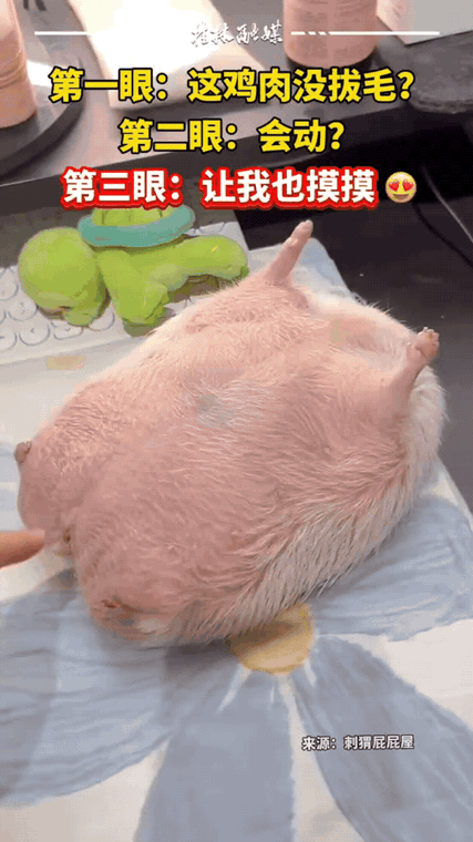 第一眼懵：没拔毛的鸡肉？第二眼惊：还会动！第三眼秒沦陷：让我也摸摸呀～万万没想到