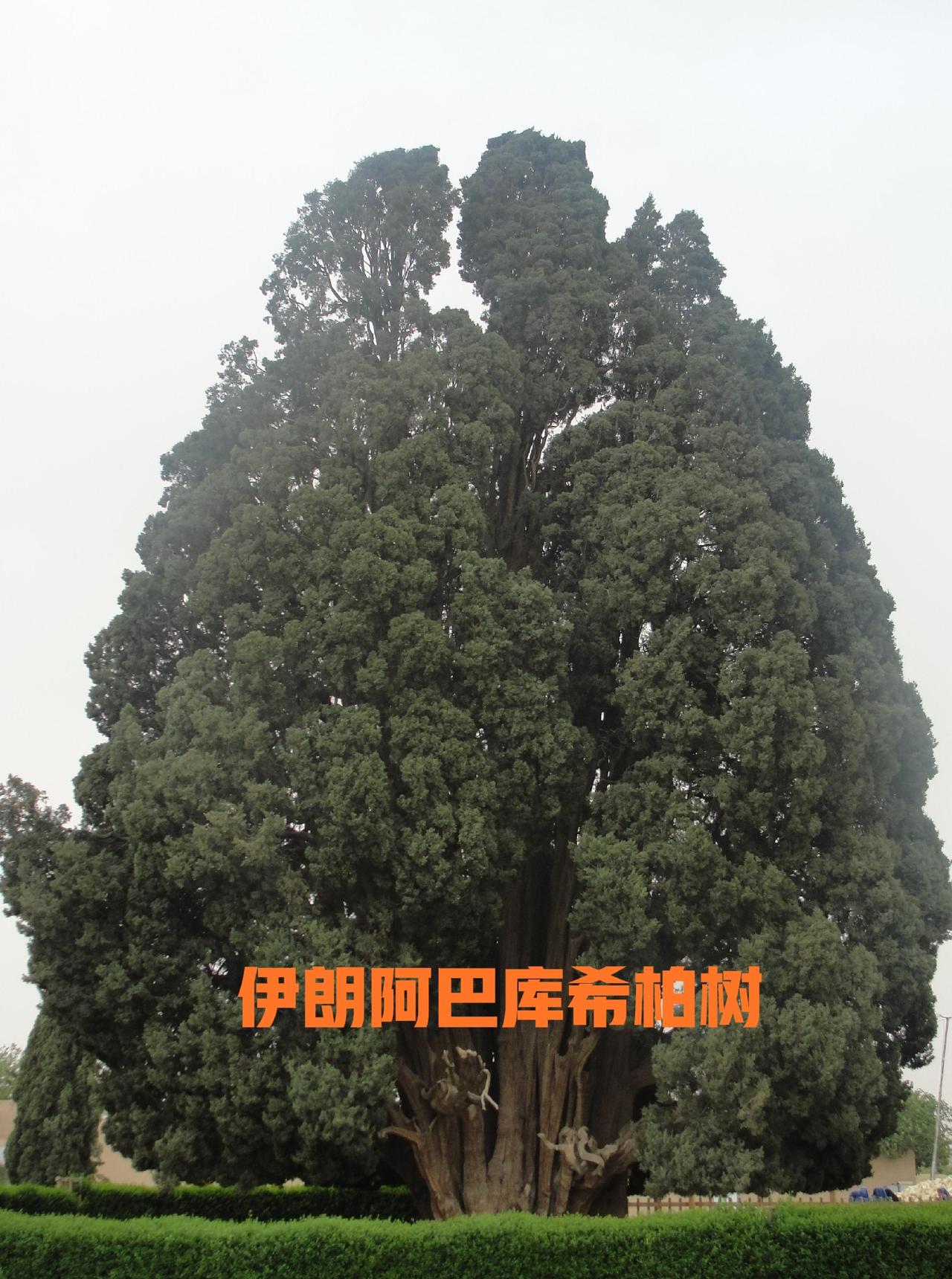 伊朗有棵古树，中国也有一棵古树，古树背后有话说

伊朗总统佩泽希齐扬在社交媒体上
