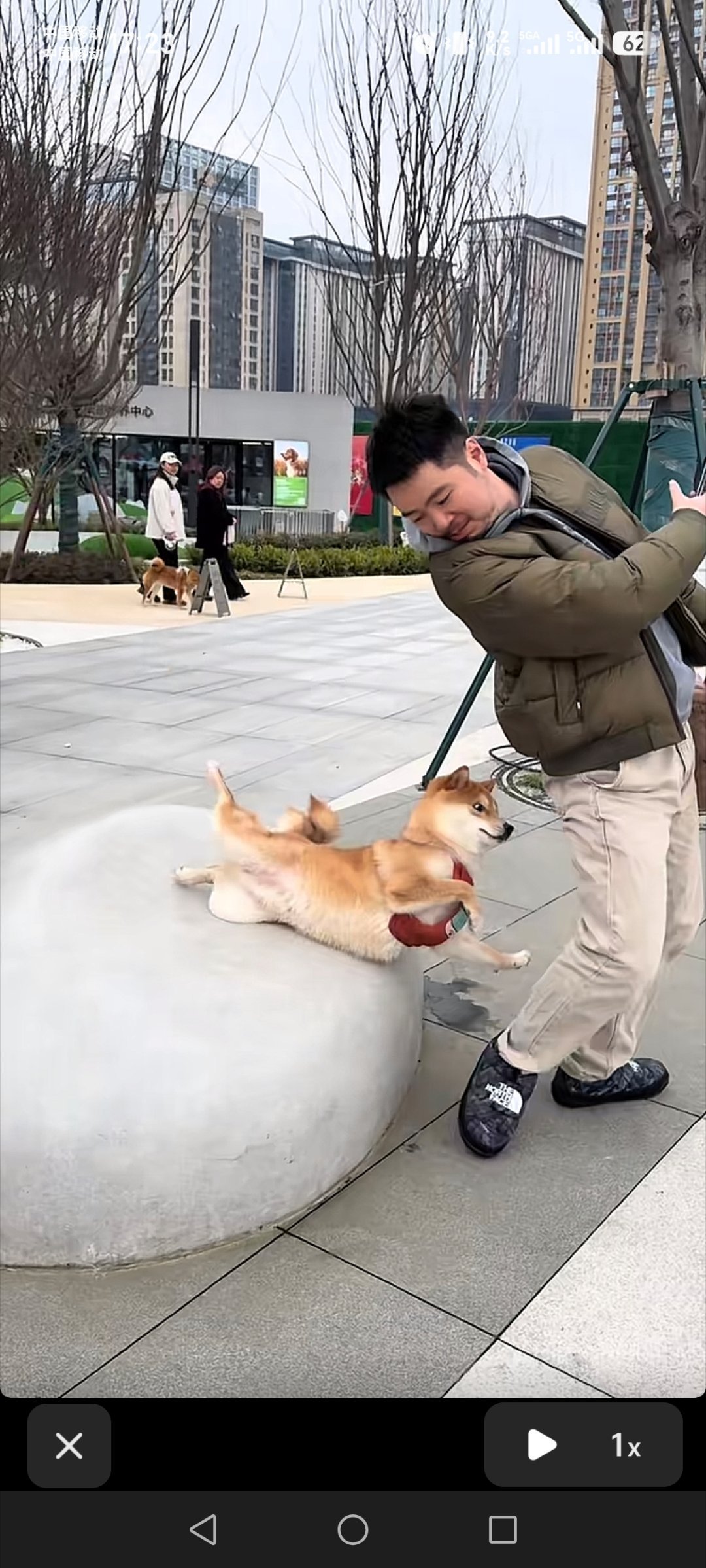 柴犬:暗算我！？ 