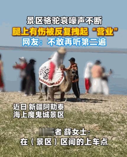太没人性了！新疆阿勒泰，一女子正在游玩，突然听到骆驼哀嚎声。她循声望去，发现一头