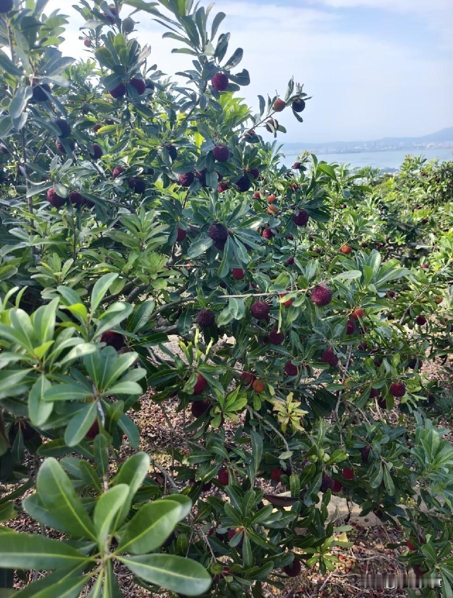 漳州杨梅被曝打药水，这位梅农说破真相：看着别人卖高价，我眼红
 
2026年五月