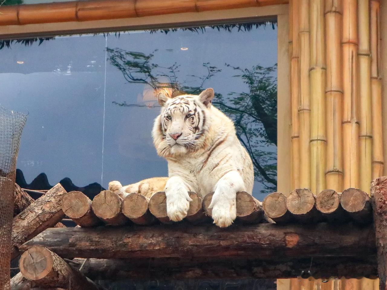 趁着清明节放假，来了一趟银基动物王园，区面积挺大的，一天玩不全，建议提前做攻略，