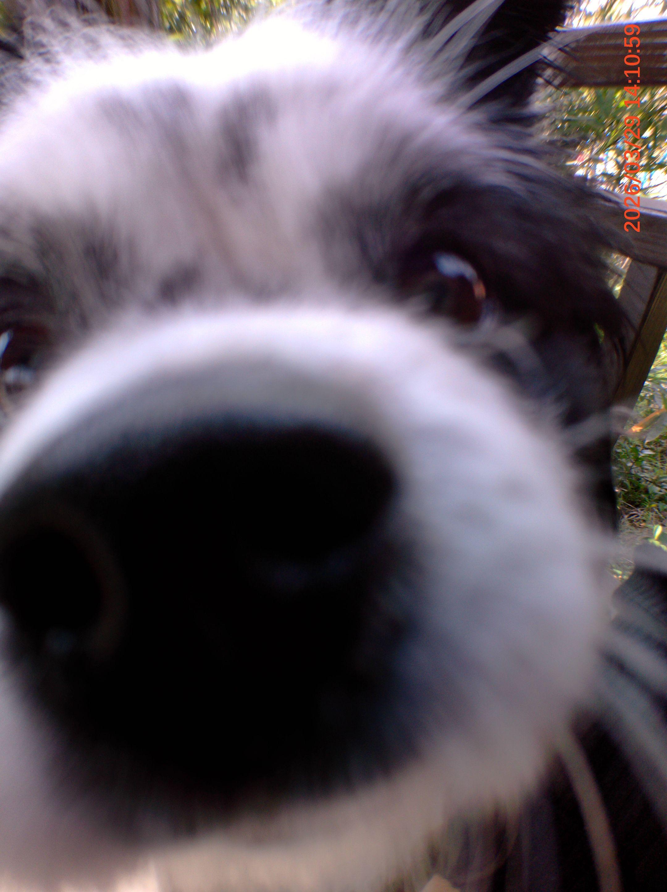 怼脸萌。૮ ・ﻌ・ა