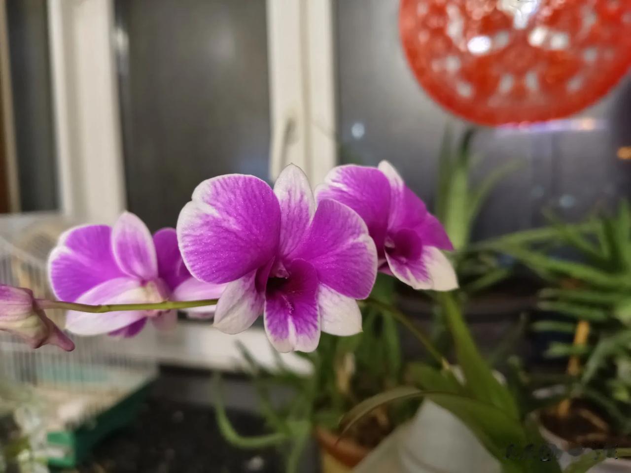 最近我经常问自己三个问题:
1.我真的不够努力吗？
2.希望和失望之间可以画等号