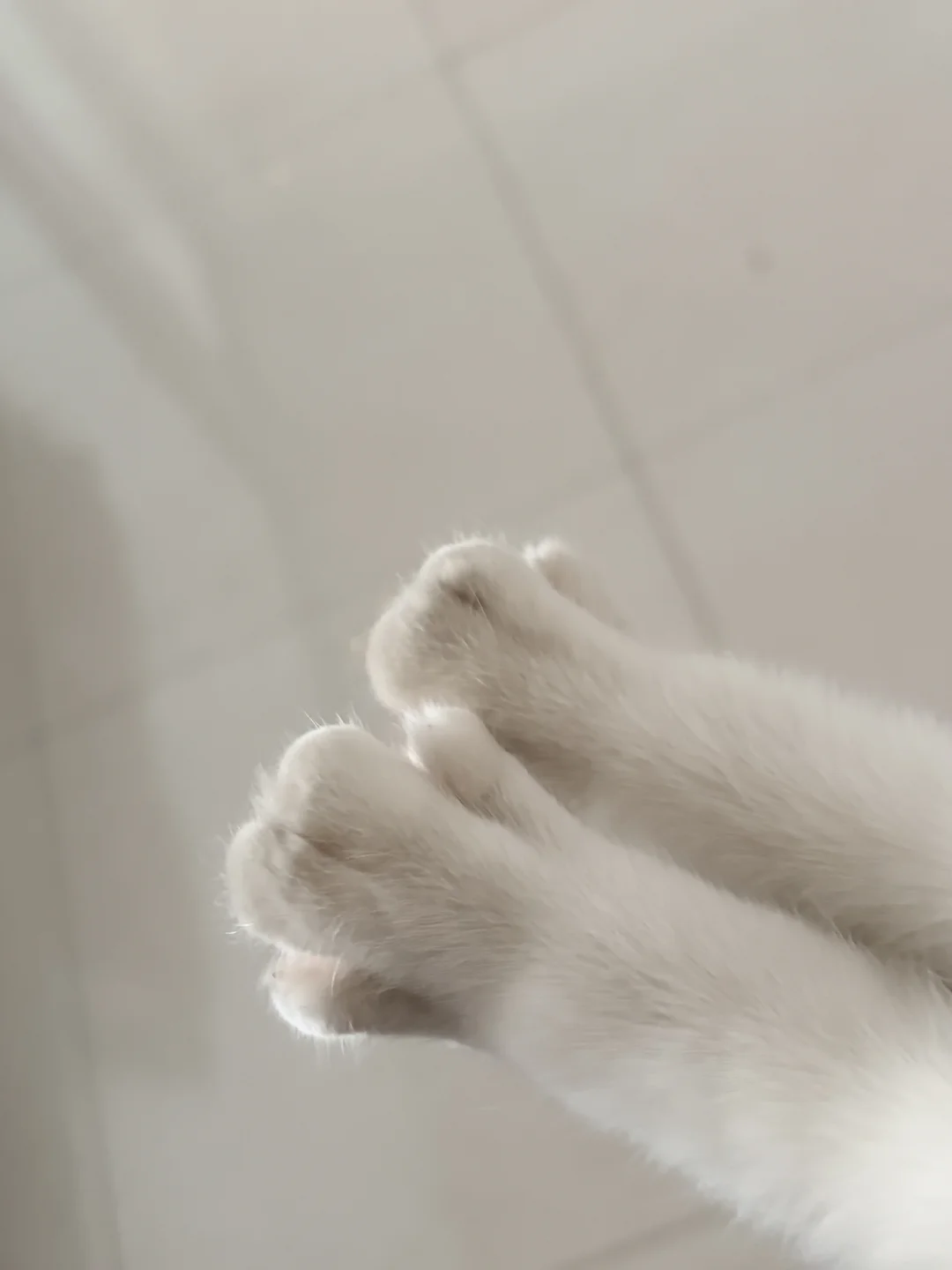 吃原味还是巧克力味