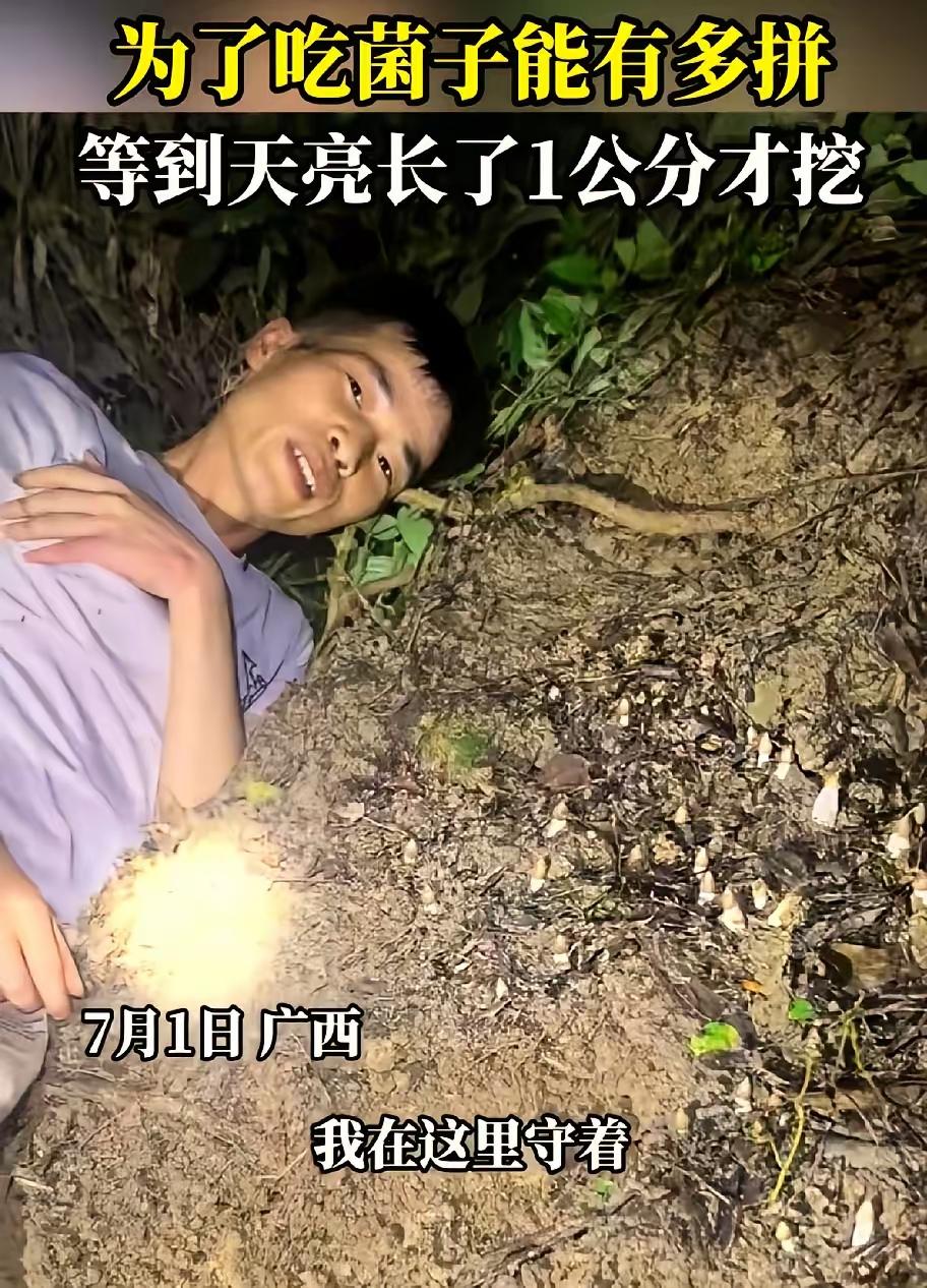 广西一男子半夜进山找菌子，发现一窝极品鸡枞后因为嫌个头太小，又怕被别人捷足先登，