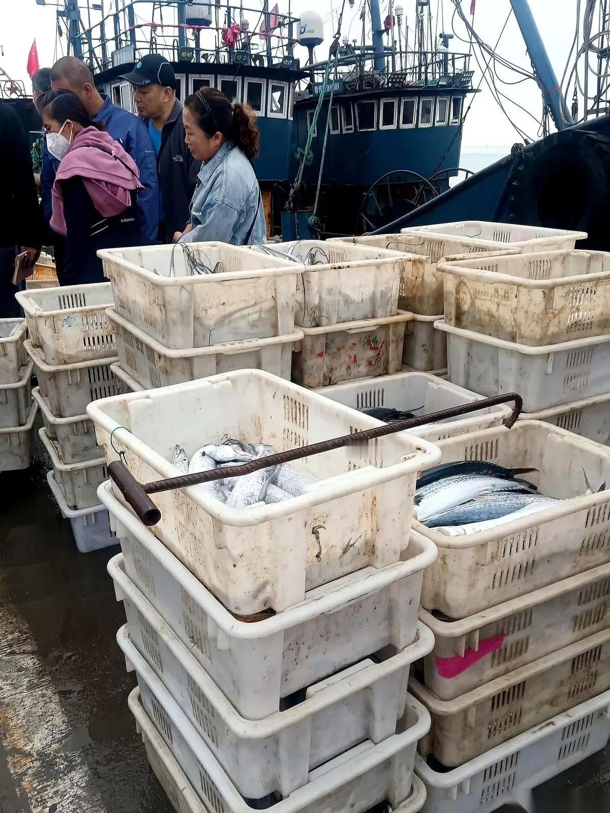 青岛积米崖码头现场直击：刀鱼价格暴涨背后的惊人真相，渔民一趟收入破十万，市民凌晨