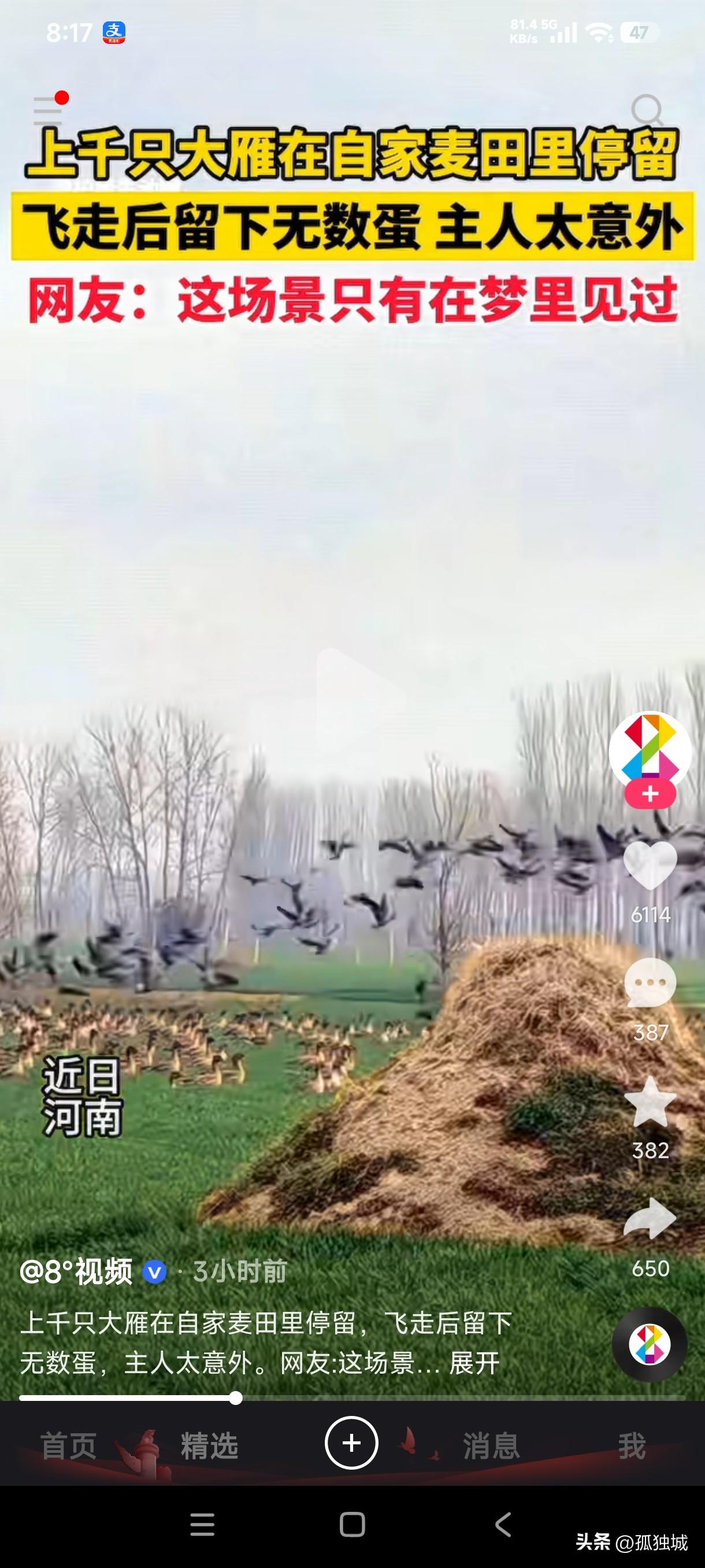 河南一男子发现上千只大雁在自家麦田里停留，飞走后居然留下无数个蛋，这种场景真是太