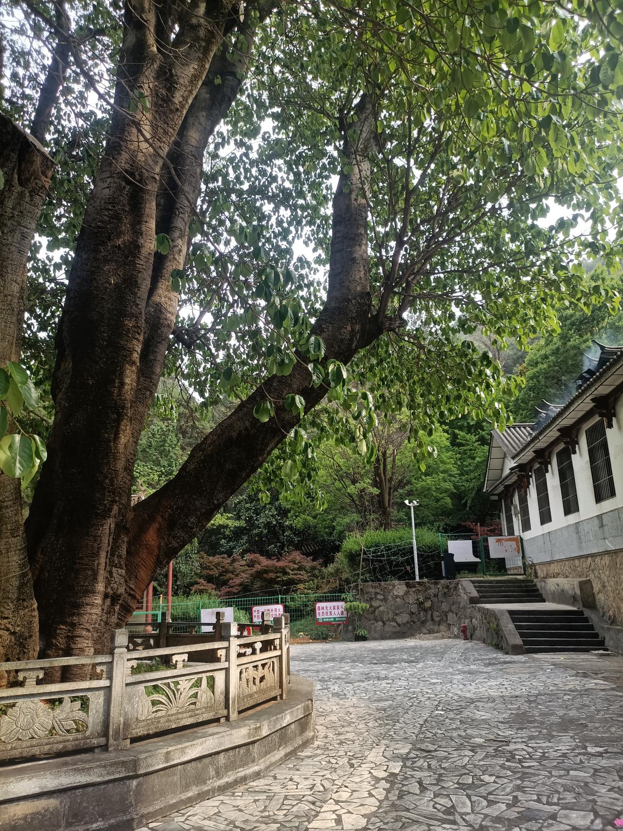 苍山公园（十二）