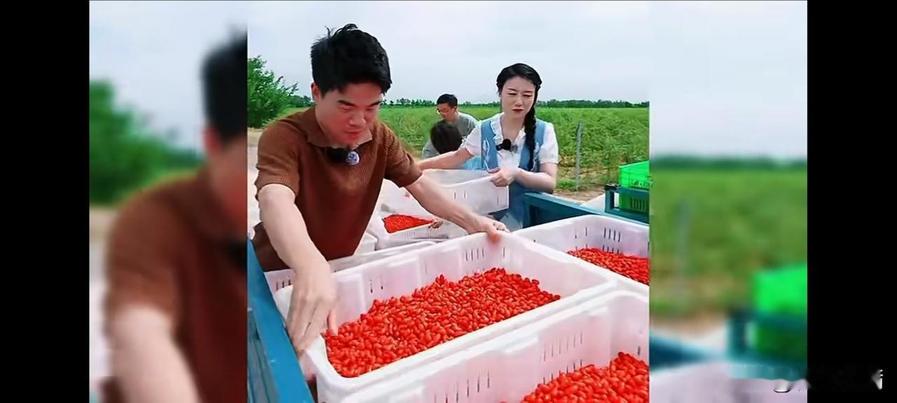 我单方面宣布，
董宇辉在枸杞地骑三轮车那段，
是他“文人滤镜”碎裂的高光时刻。