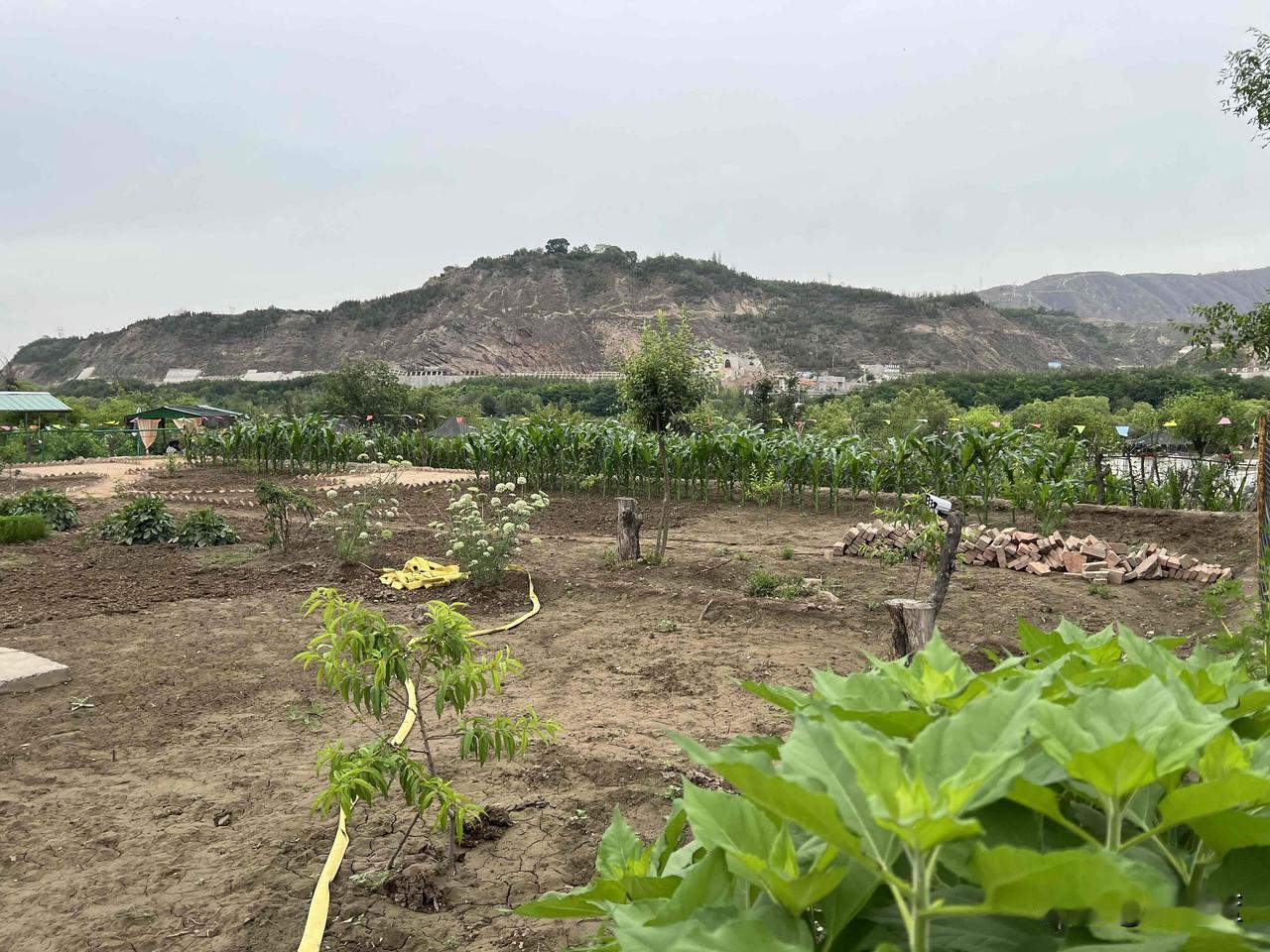 在距离兰州市有30公里的柴家台村，在靠近马路边的自家地里有几家村民搞了农家乐，我