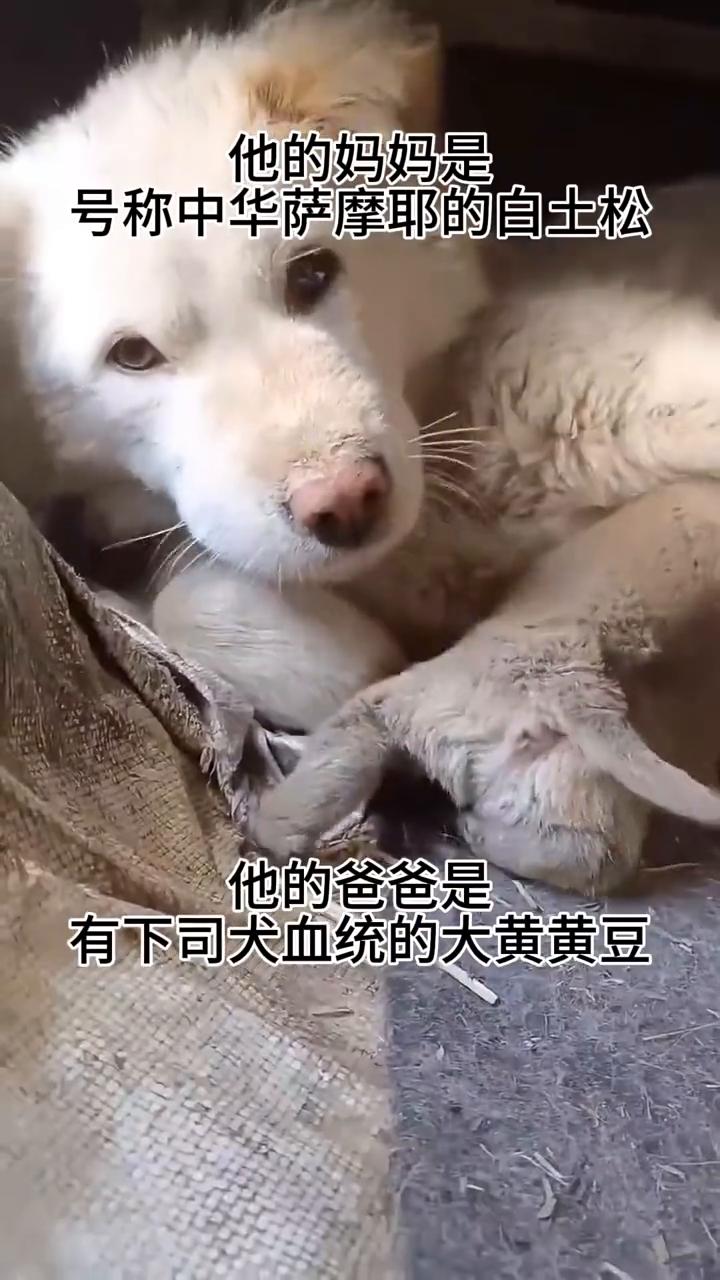 您相信吗？这是我从小养大的狗，它叫皂白，现在六亲不认谁都咬。它的妈妈是号称中华萨