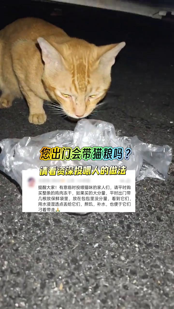 您出门会带猫粮吗？请看资深投喂人的做法。
提醒大家，有意临时投喂猫咪的家人们，请