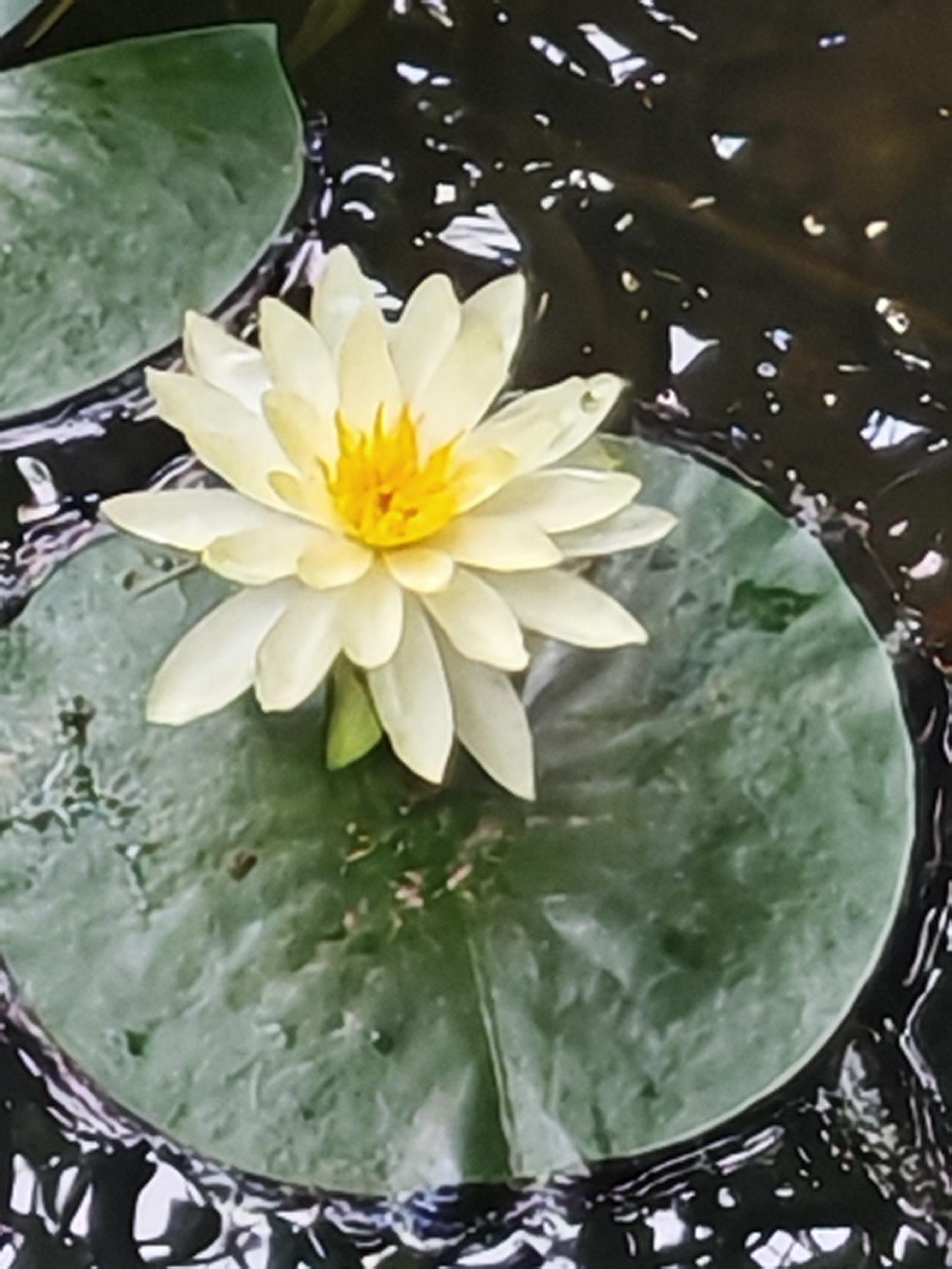分享你随手拍的风景神奇的睡莲花，每天看到的姿态都不一样，在绽放与睡眠之间度过清秋
