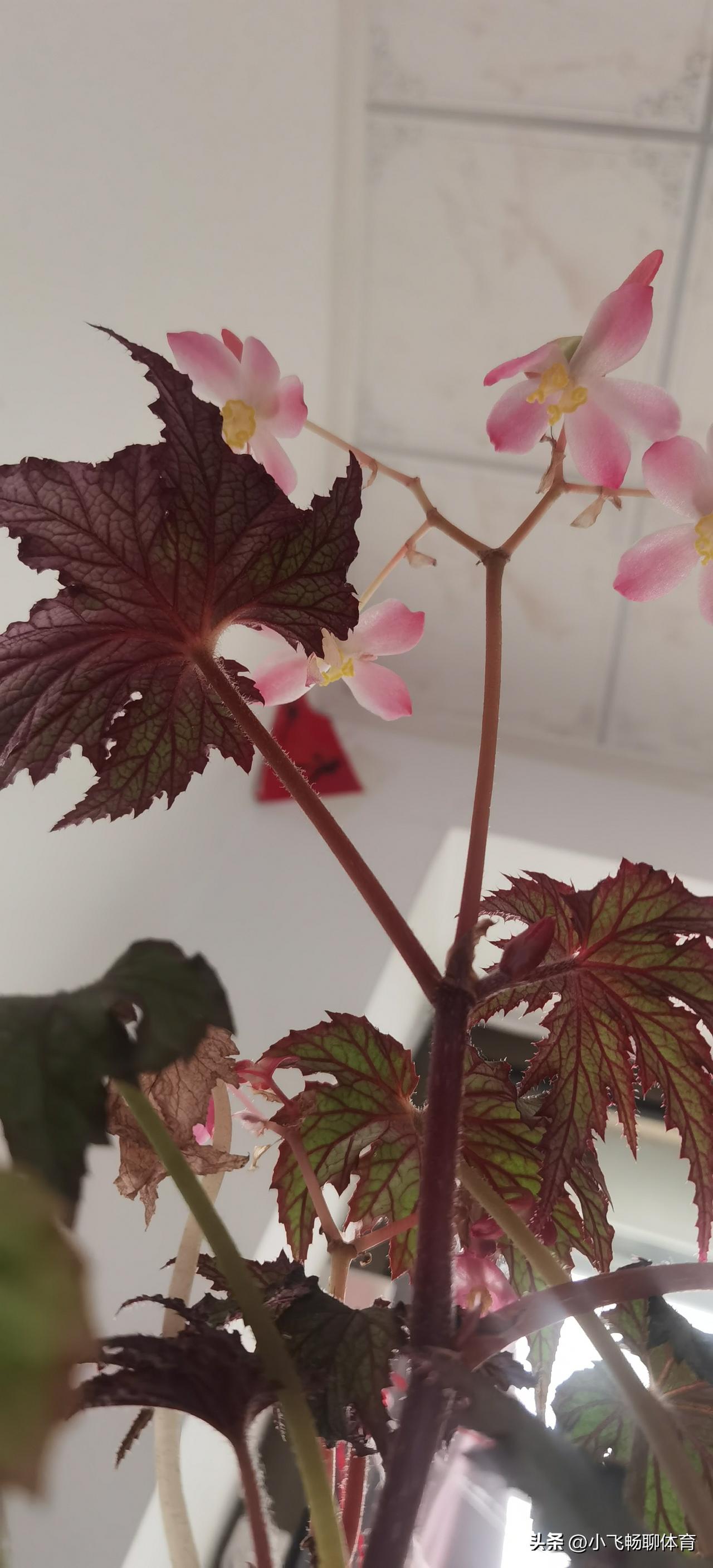 春日生活打卡季