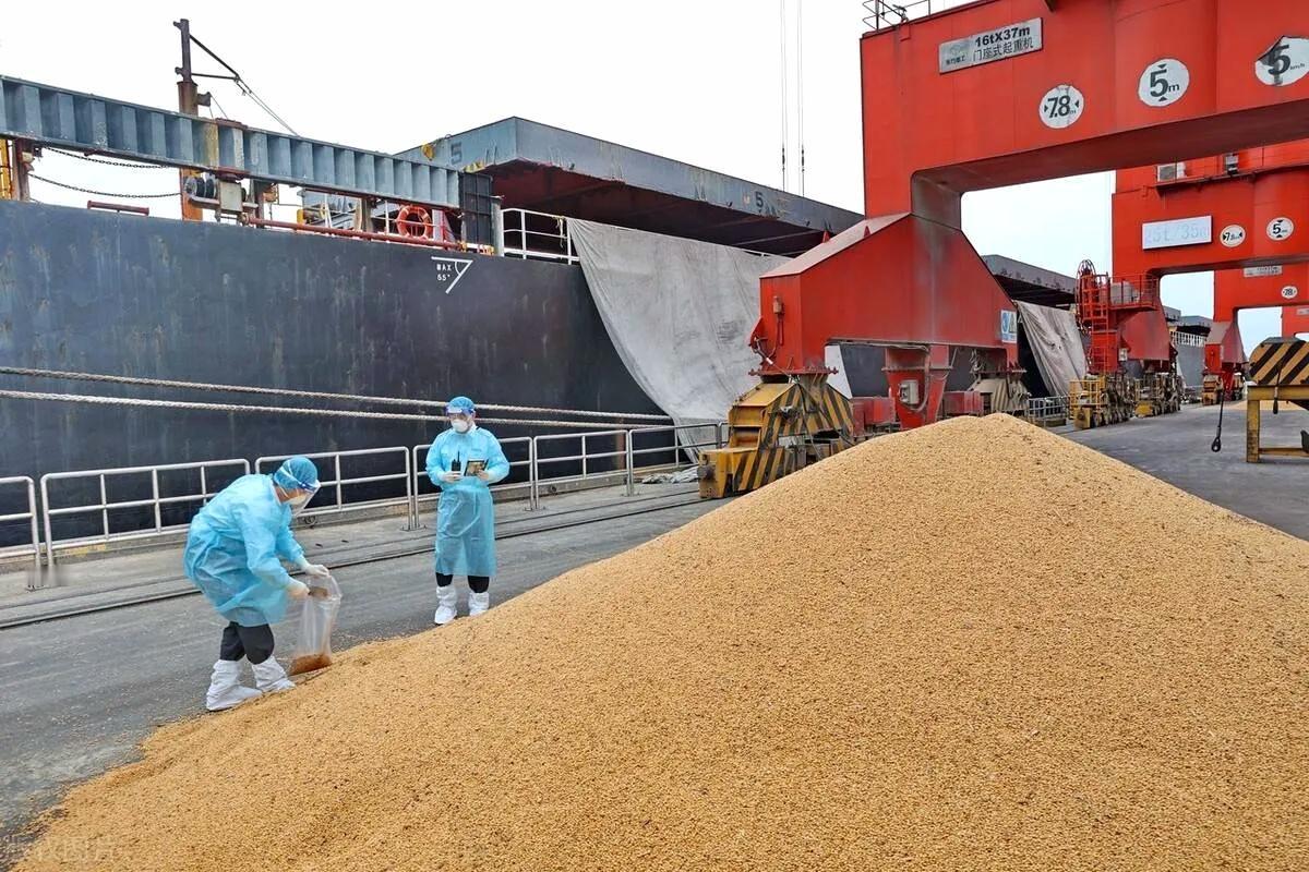 一艘满载6.9万吨巴西大豆运到家门口，被我们原路退回！
 
原因很简单，这批大豆