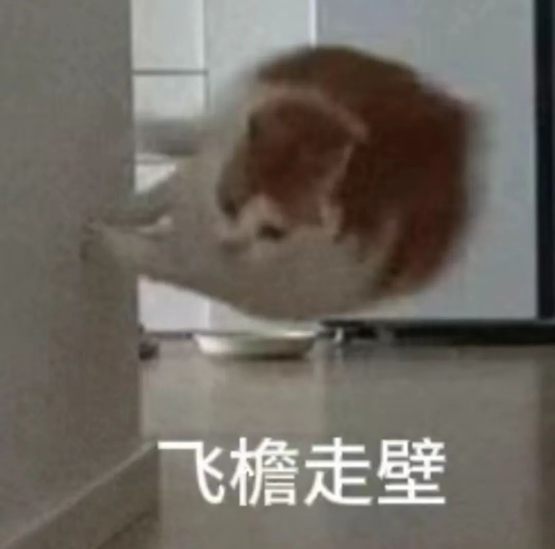 猫咪表情包来了 ​​​