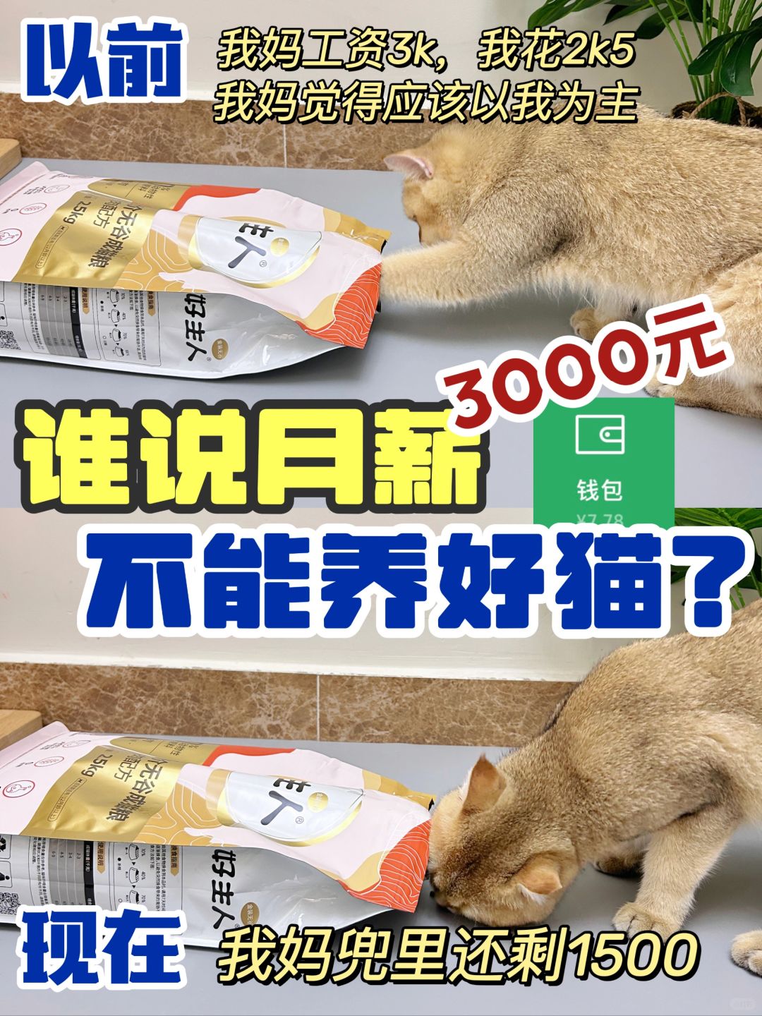 贫穷打工人如何精致养猫❗高性价比猫粮助力