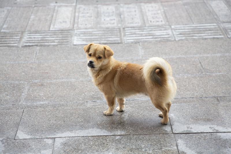 11月15日晚，成都市新都区有个大二女生骑车的时候，被一只没拴绳的宠物狗绊了个“