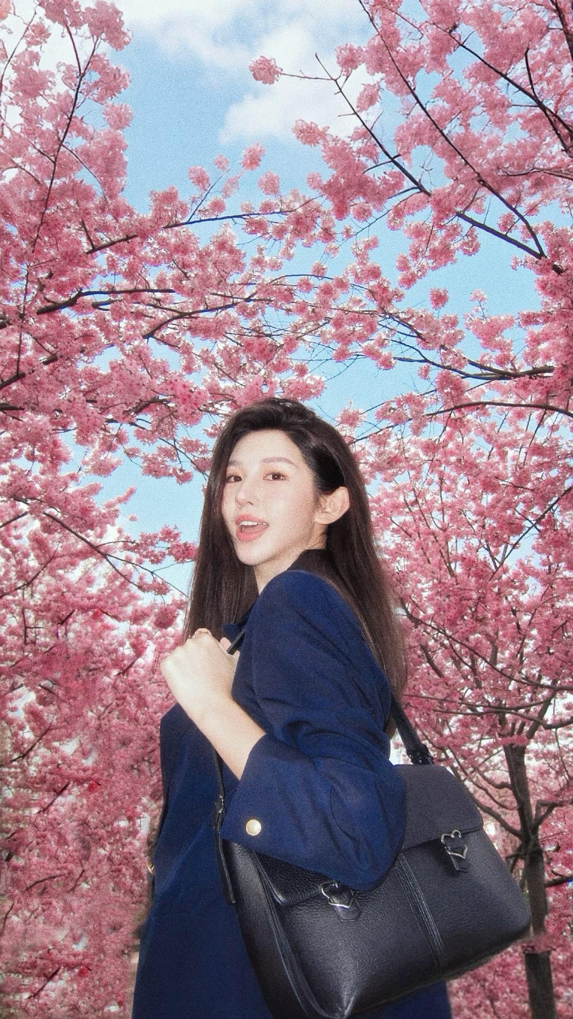 樱花树下，春意盎然