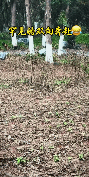 犹如异地恋。
一个坐的是飞机，一个坐的是高铁，相聚到了一个不同的地方，放飞自我…