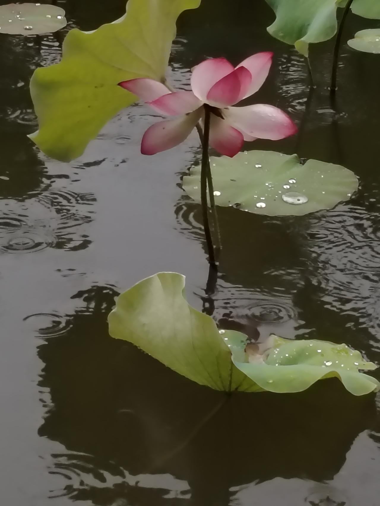 手机📱摄影：雨🌧荷🪷
荷韵听雨 雨赏荷