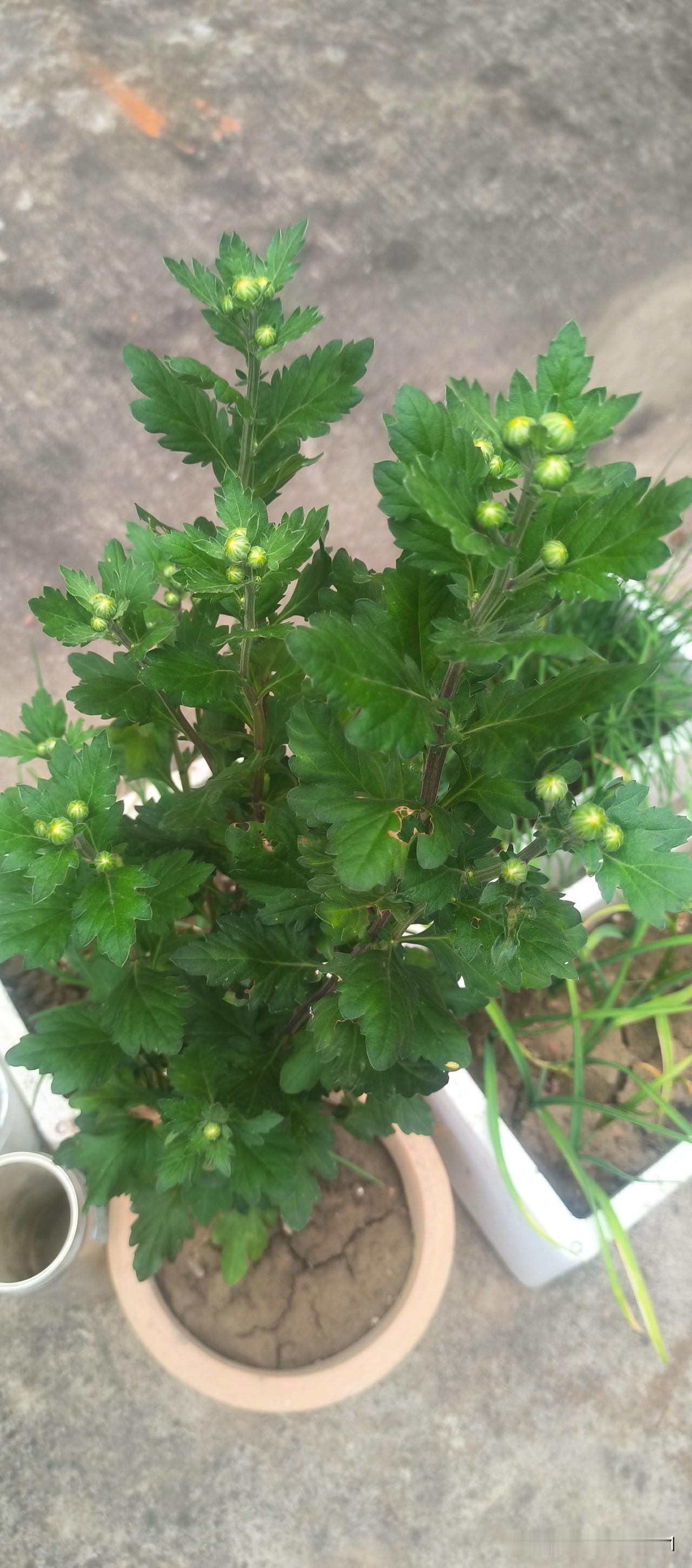 晒图笔记大赛绿植自己种，绿裹球叶不知啥名称。